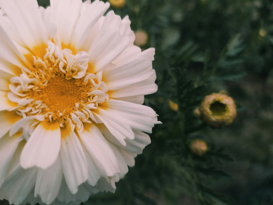 🌸 THE GLOWING ROUTINE — How to Build a Luxurious At-Home Facial Ritual